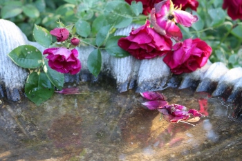 Faded Petals Photography 2018